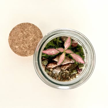 Petit terrarium coloré Bocal terrarium