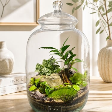 Terrarium Bonsaï Bocal terrarium
