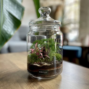 Terrarium en verre Bocal terrarium