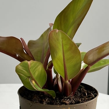 philodendron salvata