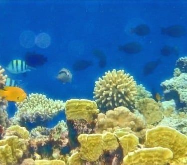 snorkeling the coral reef and fish in the water