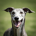 happy greyhound head