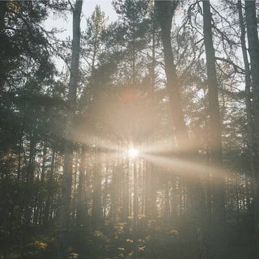 light beams peak through forest trees