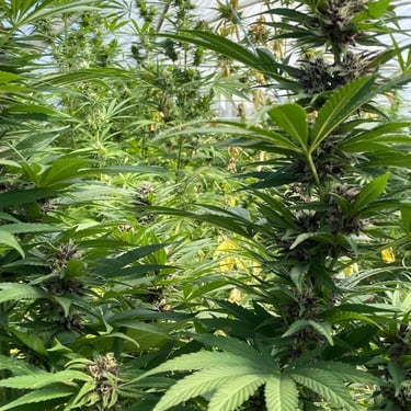 Nos fleurs de CBD à la Ferme de Belon
