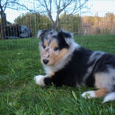 Blue Merle Collie puppy  Windmyr Black Opal, Nebraska, Yutan 