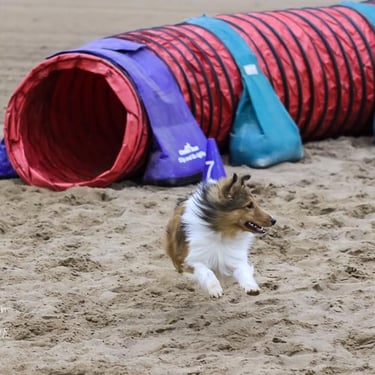 Sheltie Agility, Dante at Speedway First in Nebraska UNL Arena Pitstop