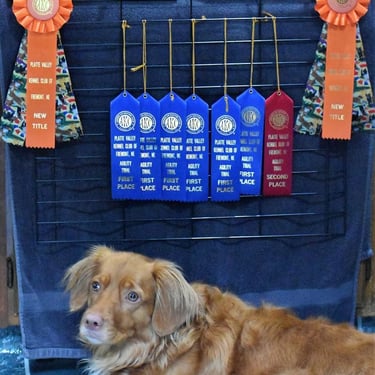Mojo, Nova Scotia Duck Tolling Retriever, MACH