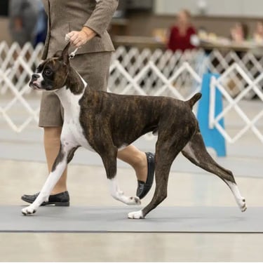 NOHS Boxer Best of Breed Platte Valley Kennel Club