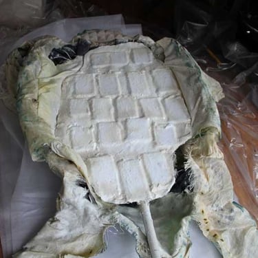 Face ventrale de la carapace | Performance "Marée Haute" | Fabrication et photo David Noir