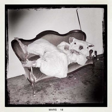 David Noir | Rat sur canapé | Photo Nicole Bergé