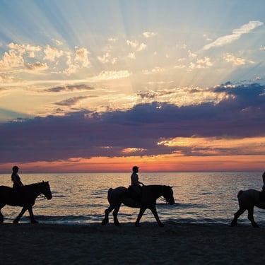 anna-maria-island-beach-horses