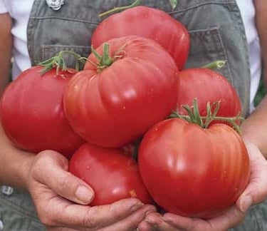 Beefsteak Tomato