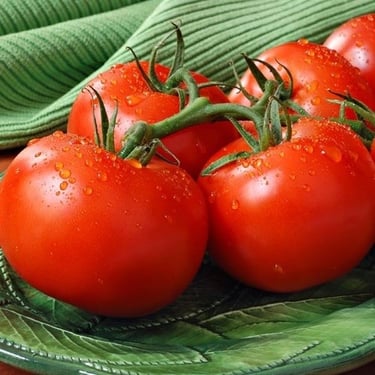 Bush Early Girl Tomato