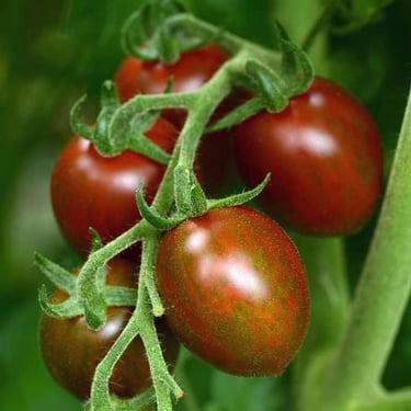 Chocolate Sprinkles Tomato