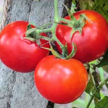 Heinz Tomato