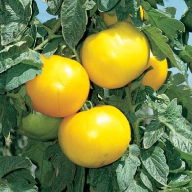 Lemon Boy Tomato