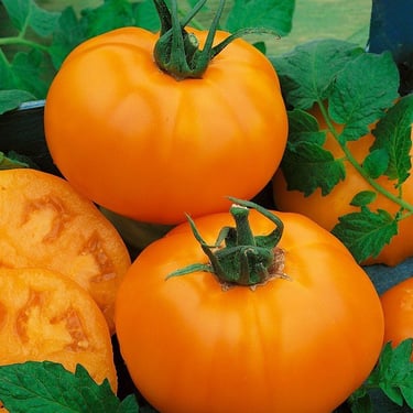 Orange Tangerine Tomato