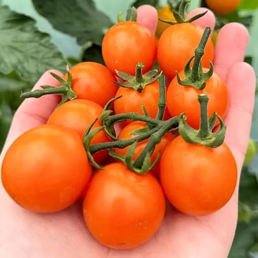 Sweet Orange Cherry Tomato