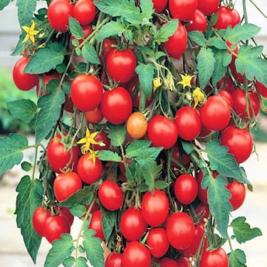 Tumbler Tomato
