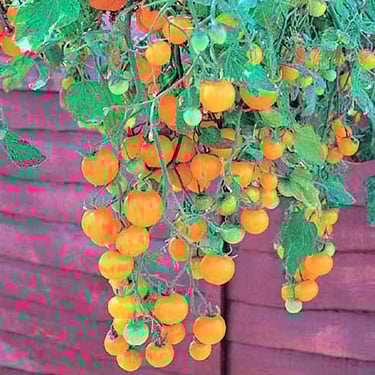 Tumbling Yellow Tomato