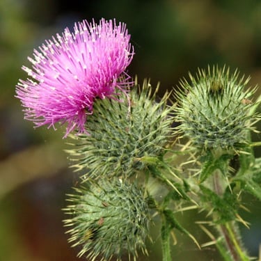 Control weeds