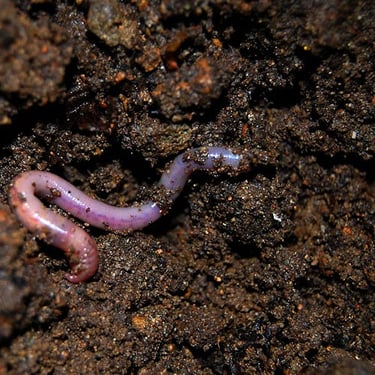 Worms
