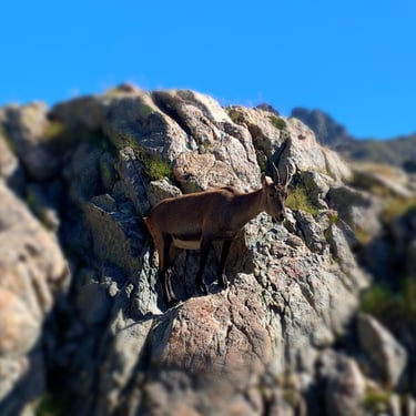 Nos amis de la Montagne