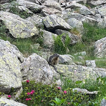 Les Marmottes surveillent