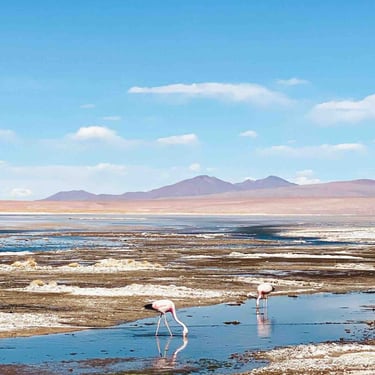 Flamants roses dans une lagune pendant un tour du Salar d’Uyuni, Bolivie.