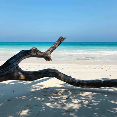 Tronc d'arbre sur une plage paradisiaque d'Havelock, îles Andaman et Nicobar.