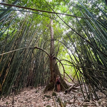 Manon au milieu d'une forêt de bambou à Moorea