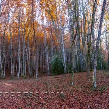 Bosque de hayas en otoño