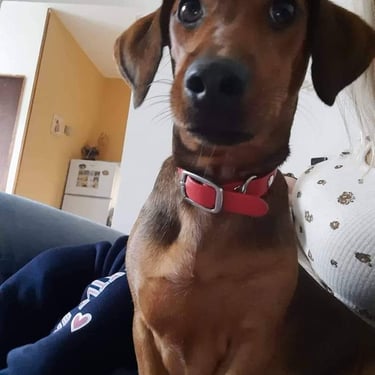 the dog sits on the lap and looks at the camera