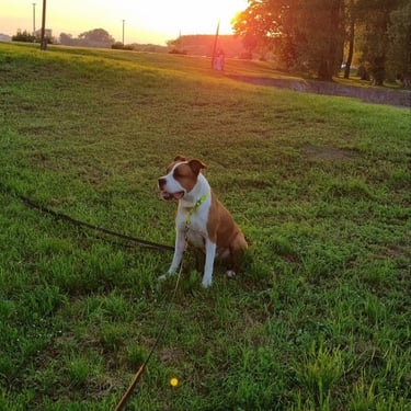 the dog is sitting in the meadow