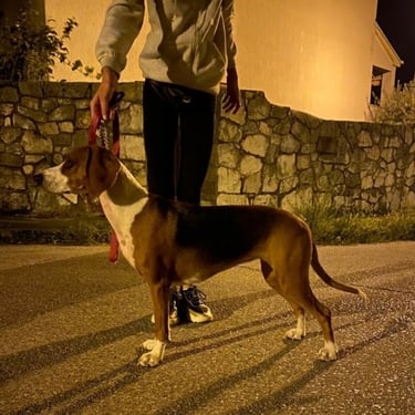 the dog is standing and posing