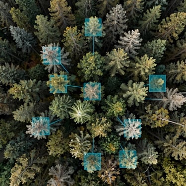 Extreme top-down drone orthomosaic of a dense forest canopy, annotated with sharp hyper-cyan vector bounding boxes highlighting individual tree crowns.