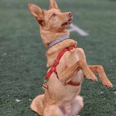 Testomonio Lou y Wotan