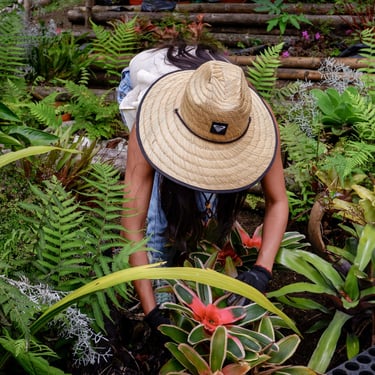 suministro de plantas