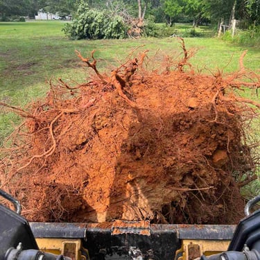 Tree Stump Removal