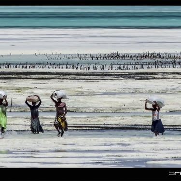un groupe de personnes marchant sur une plage. Les porteuses d'algue à Zanzibar