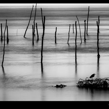 un oiseau assis sur un poteau en bois dans l'eau. Paysage de piquet de bois du bassin d'Arcachon