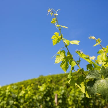 Weingarten mit Weinrebe