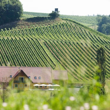 Weingut Uhl von oben