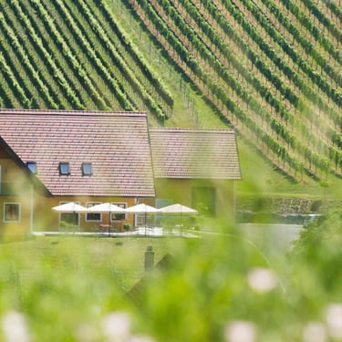 Weingut Uhl umgeben von Weingarten