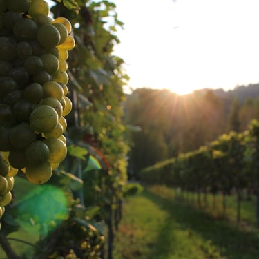 Weintraube im Weingarten