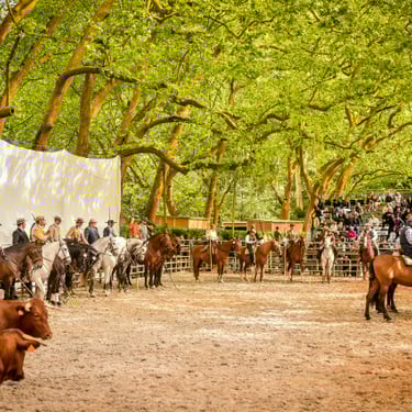 ©Skytouch Portugal, Oeste Lusitano, Rinderprüfung