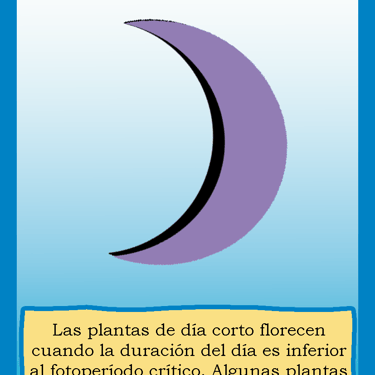 Carta para el juego PLANTA. Digital.