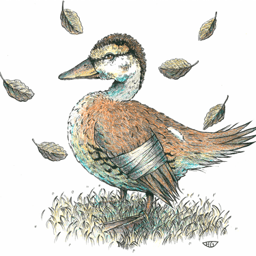 Ilustraciones para el cuento infantil La Patita Gris de Mamin-Sibiryak. Lápices de colores y rotuladores calibrados.