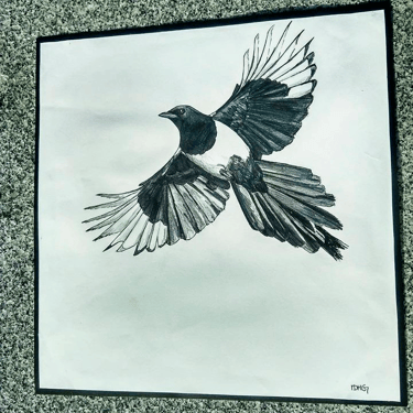 Urraca Grafito en papel A3 20 x 20 cm.