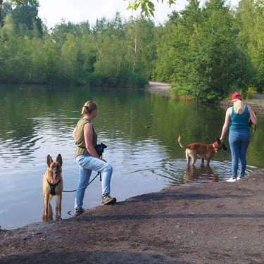 promenade canine aniche